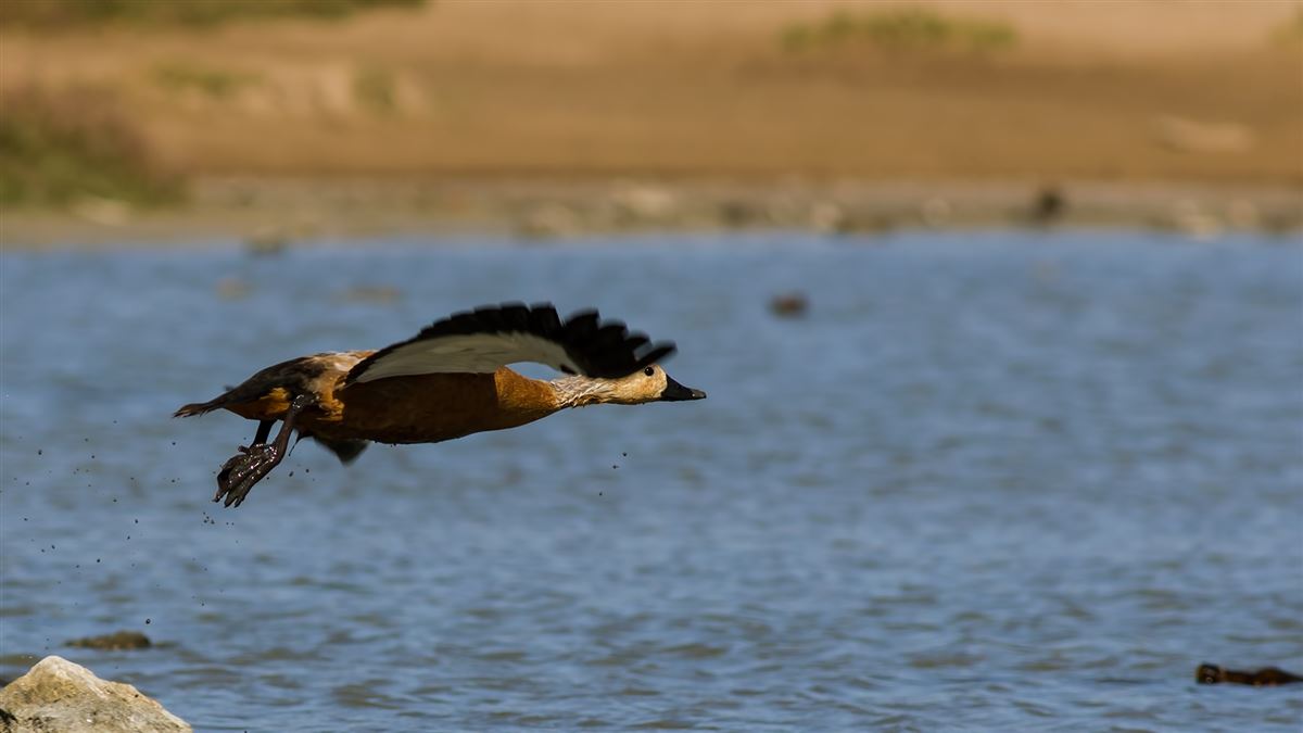 Ruddy Shelduck