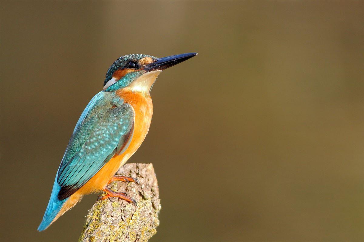 Common Kingfisher