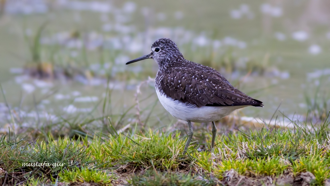 Green Sandpiper