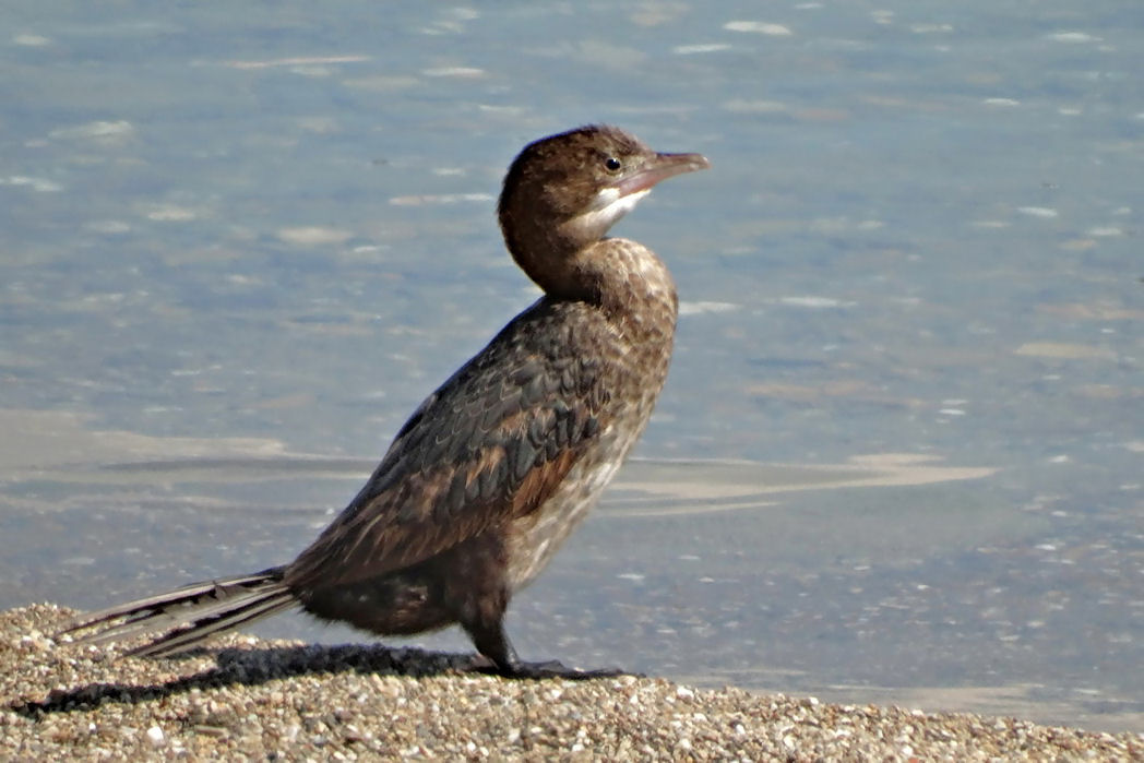 Pygmy Cormorant