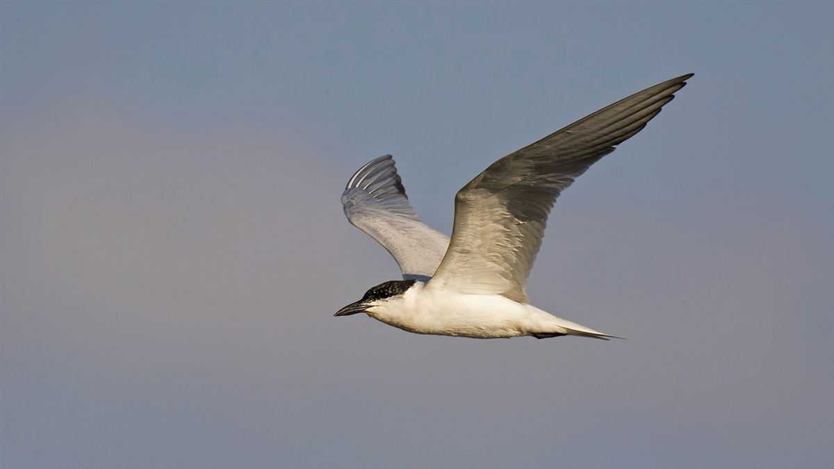 Gull-billed Tern