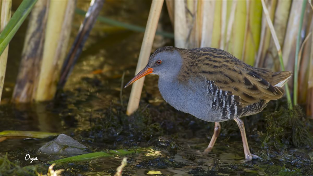 Water Rail
