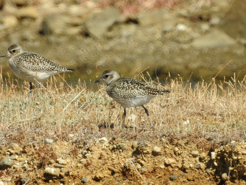 European Golden Plover