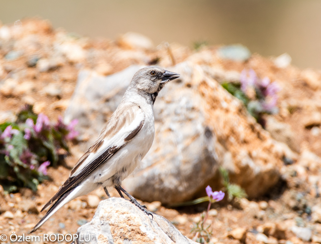 White-winged Snowfinch