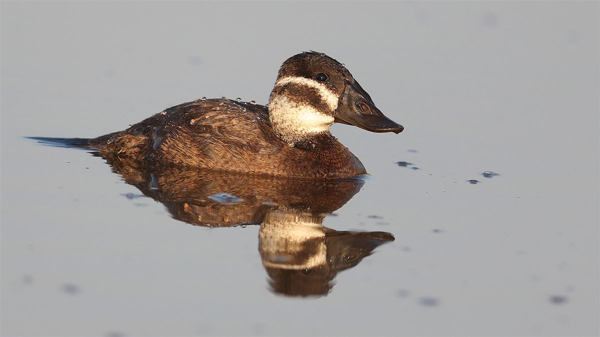 White-headed Duck