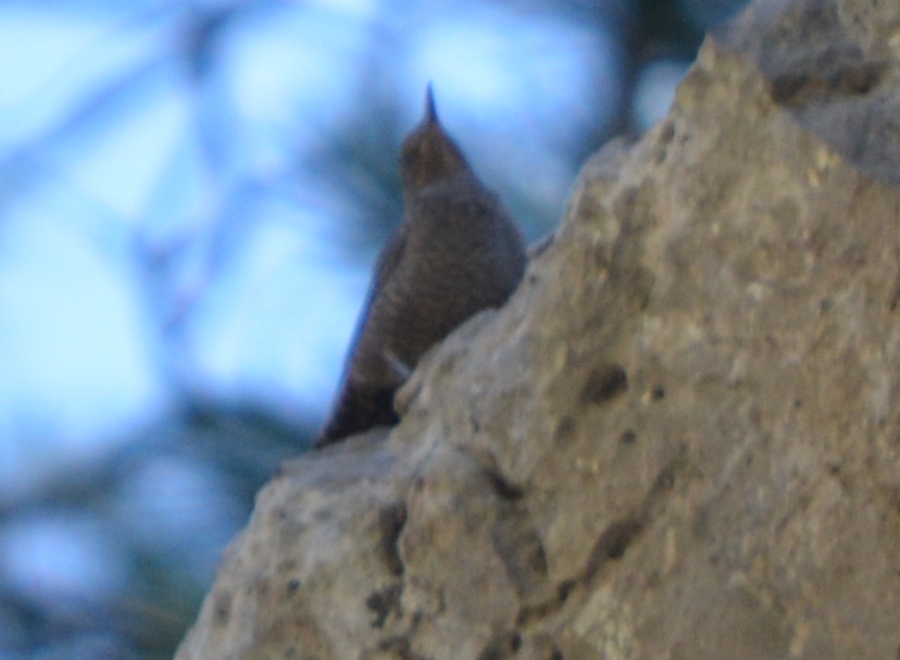 Blue Rock Thrush