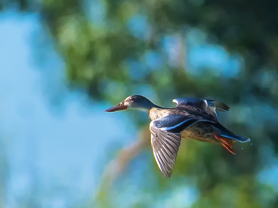 Northern Shoveler