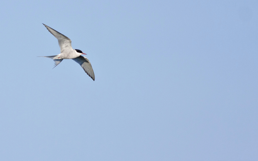 Arctic Tern