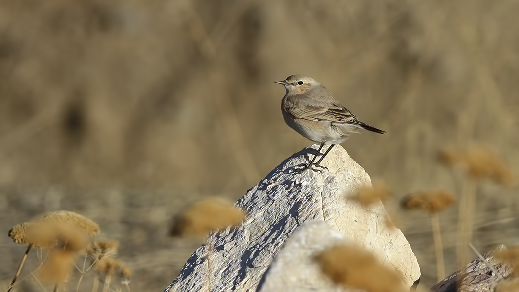 Isabelline Wheatear