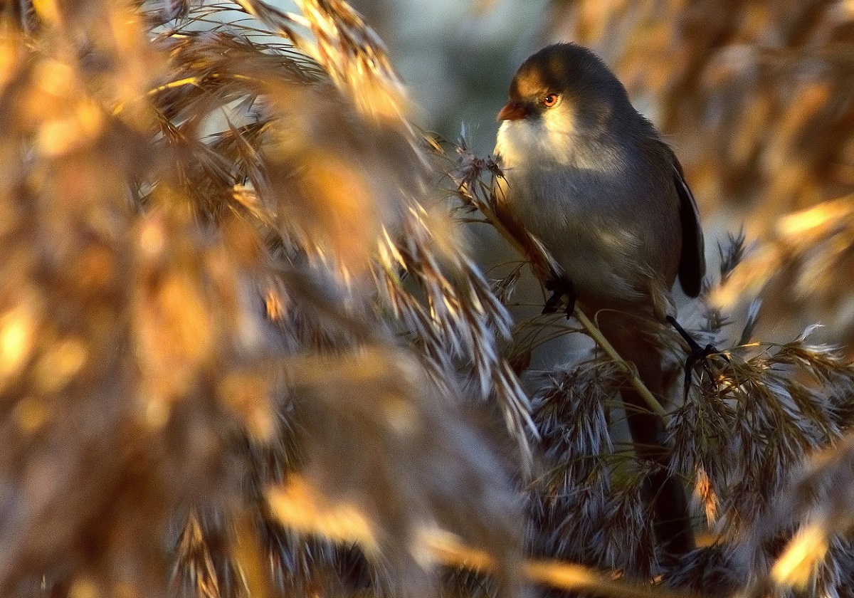 Bearded Reedling
