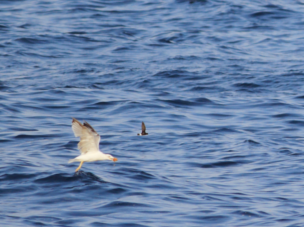 European Storm Petrel