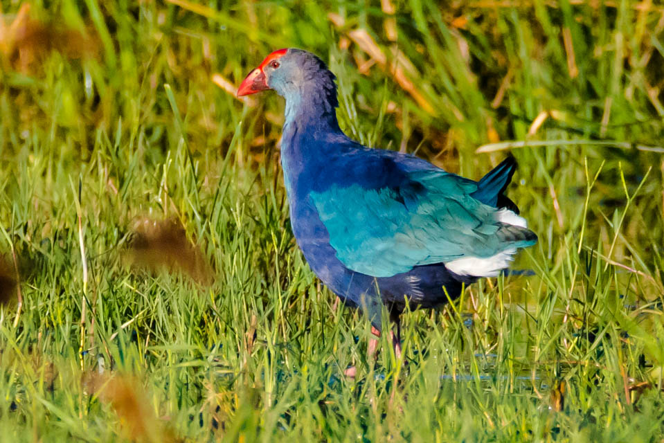Grey-headed Swamphen