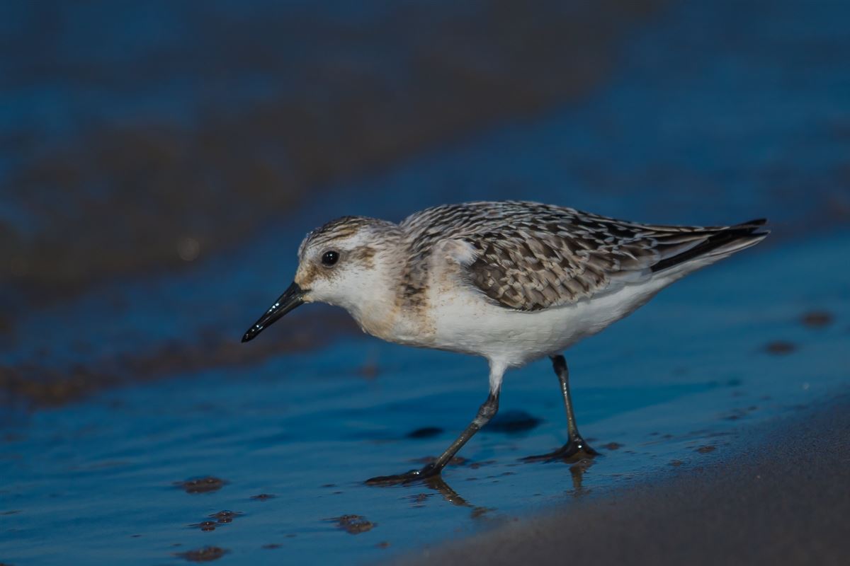 Sanderling