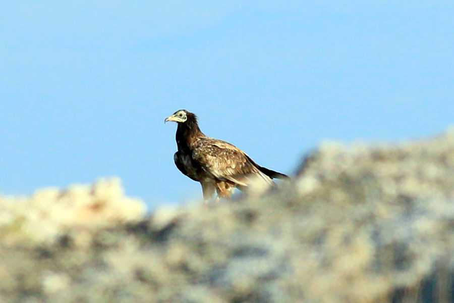 Egyptian Vulture