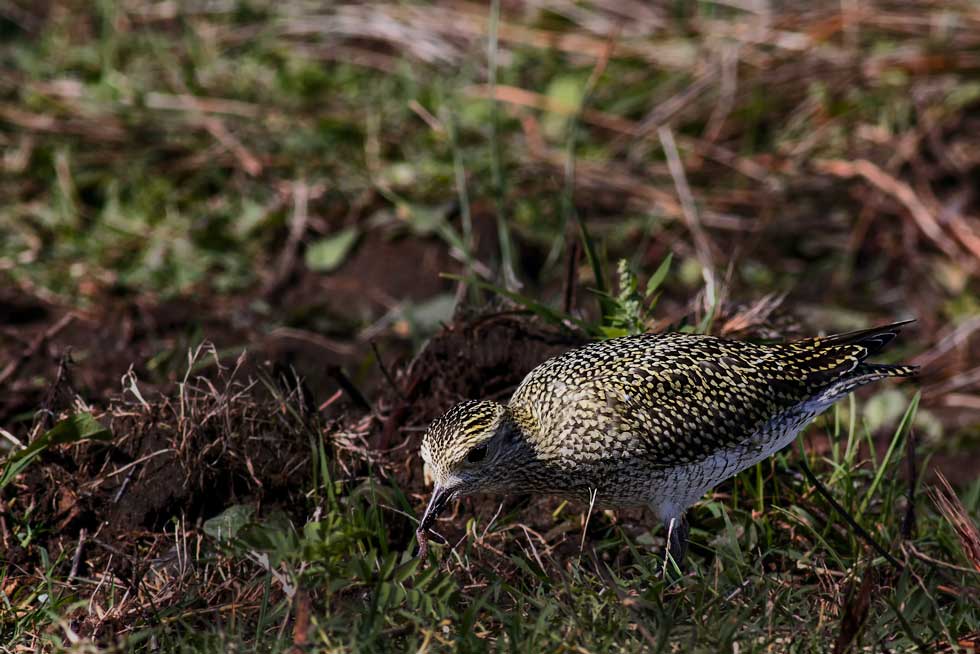 European Golden Plover