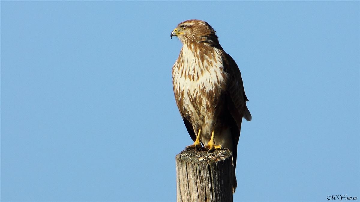 Common Buzzard