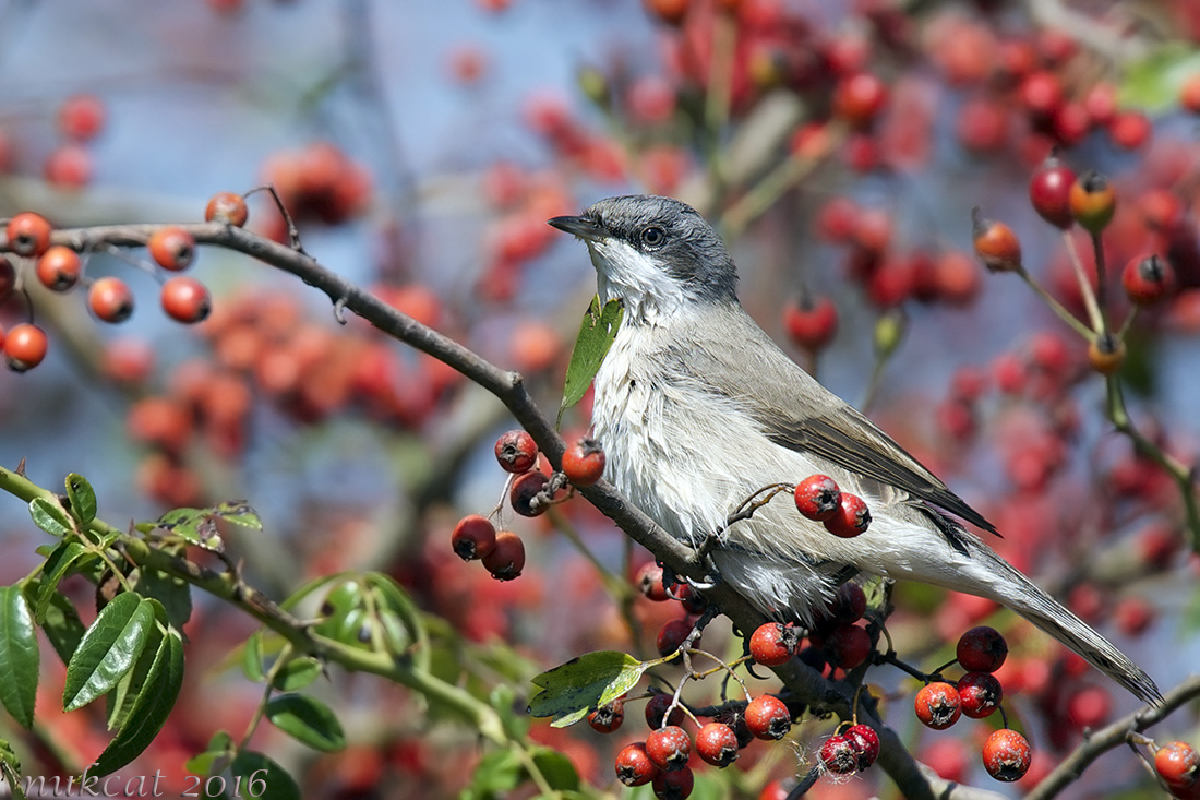 Lesser Whitethroat