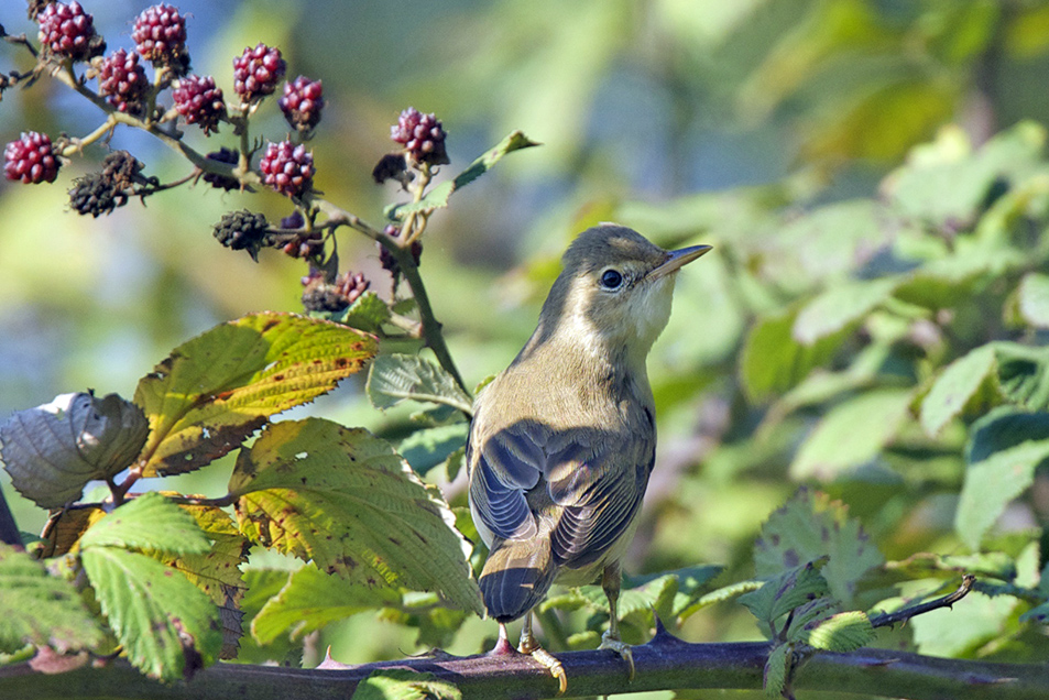 Marsh Warbler