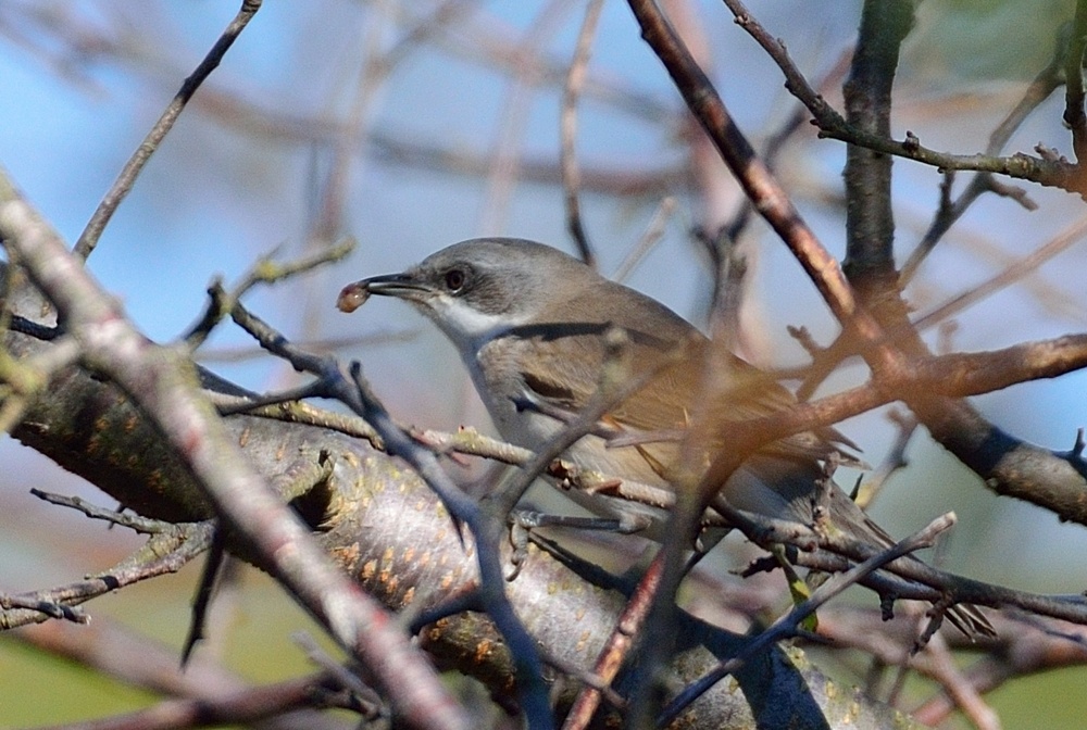 Lesser Whitethroat