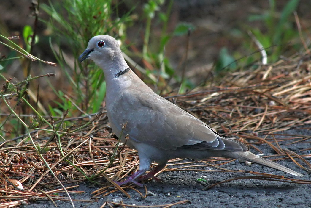 Eurasian Collared Dove