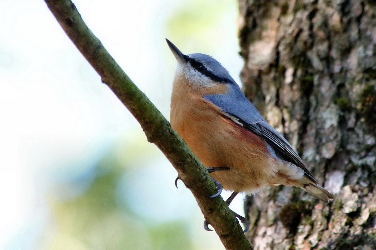 Eurasian Nuthatch