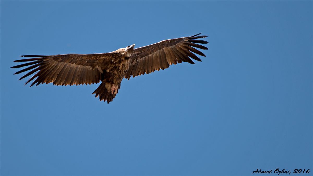 Cinereous Vulture