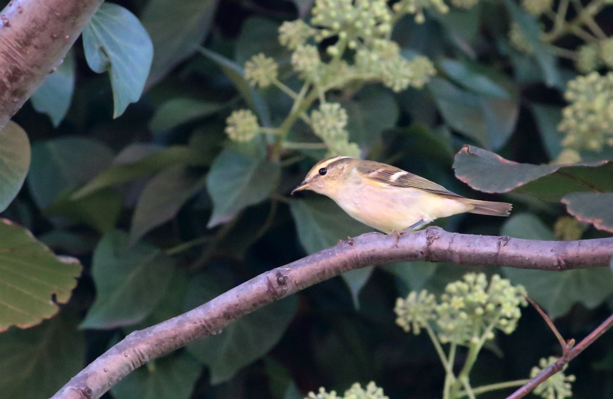 Yellow-browed Warbler