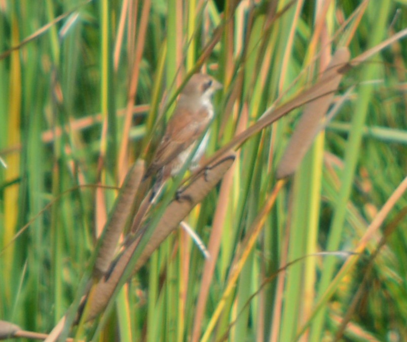 Red-backed Shrike