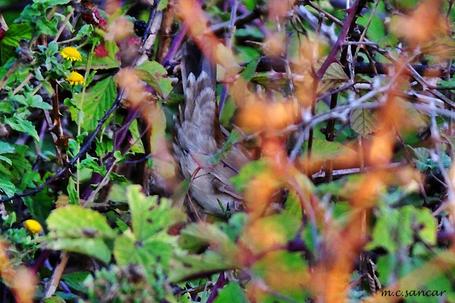 Cetti`s Warbler