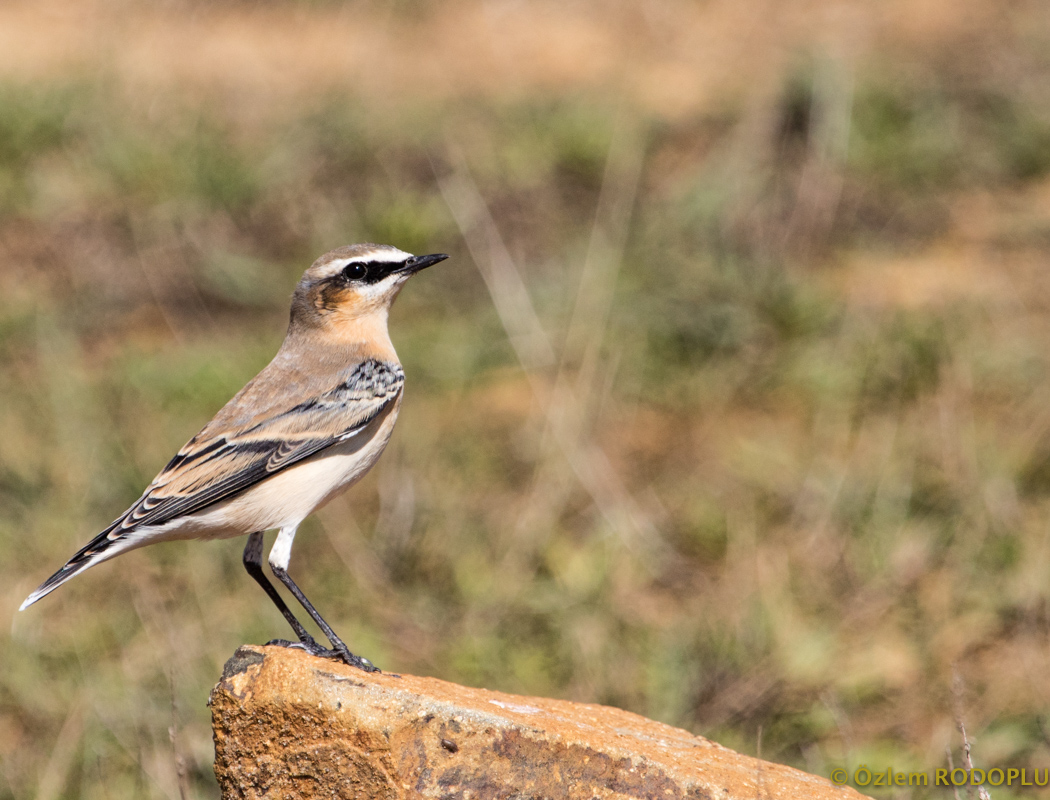 Northern Wheatear