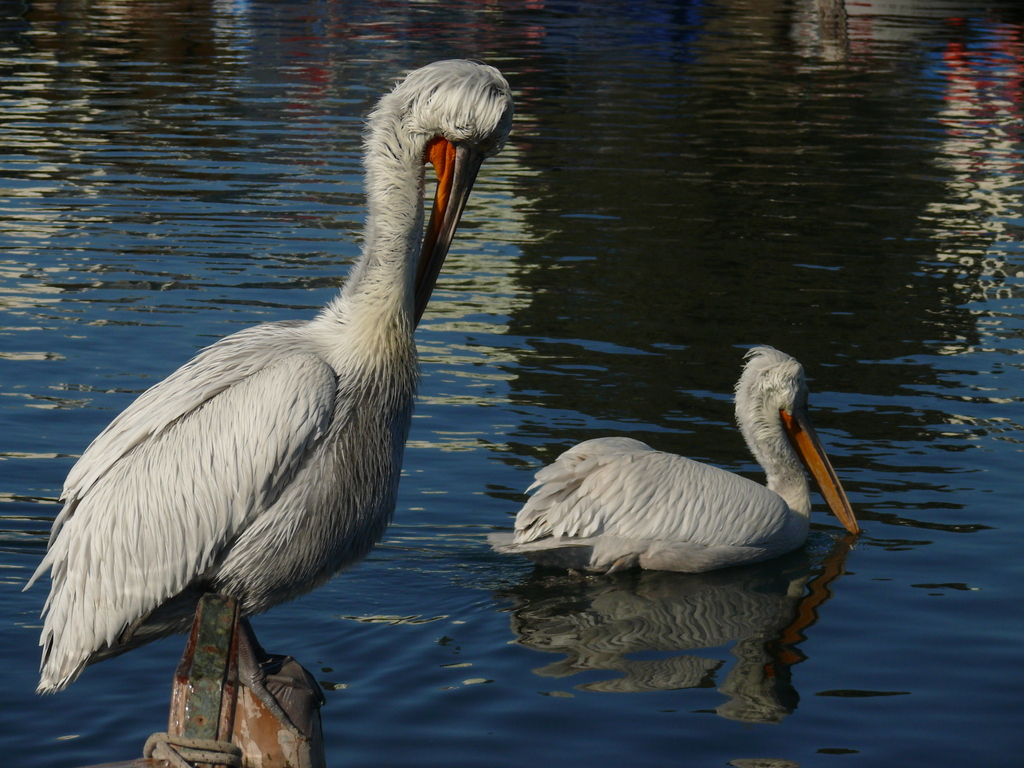 Dalmatian Pelican