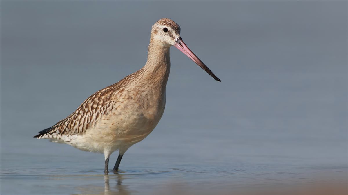 Bar-tailed Godwit