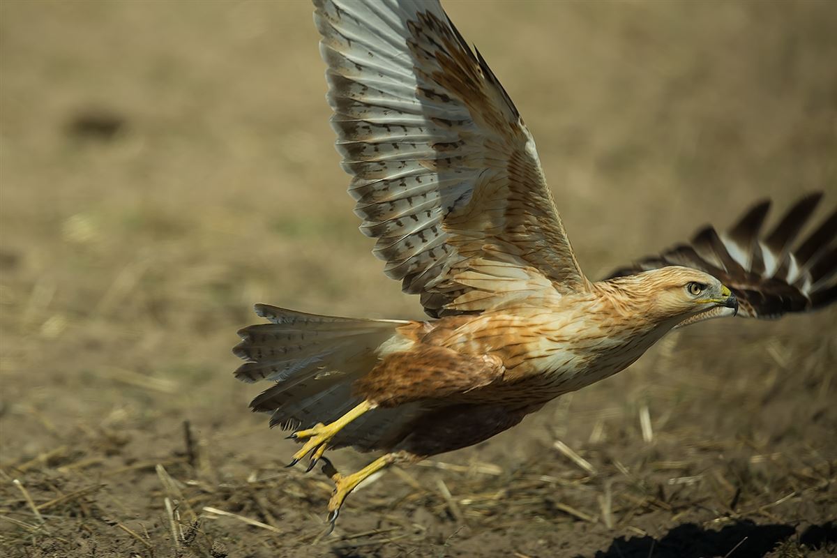 Long-legged Buzzard