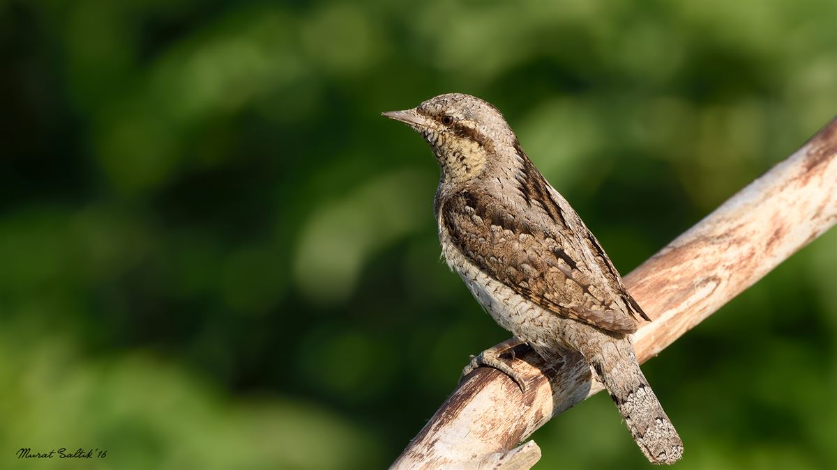 Eurasian Wryneck