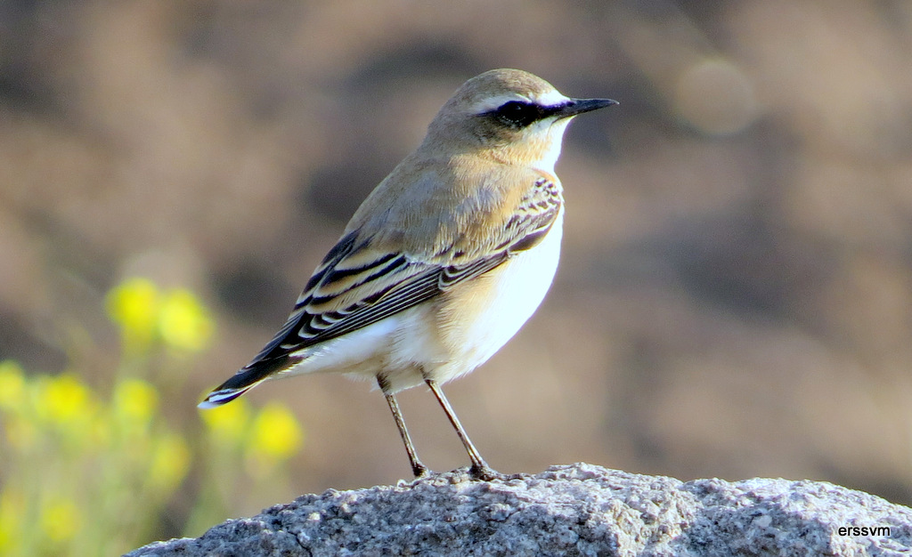 Northern Wheatear
