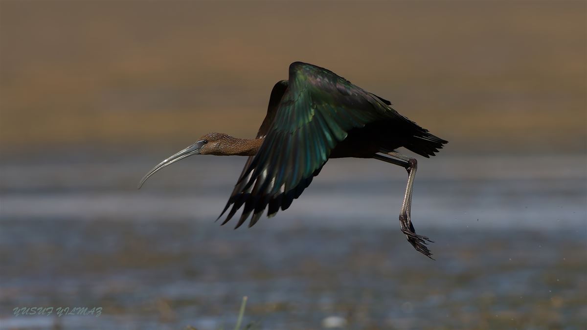 Glossy Ibis
