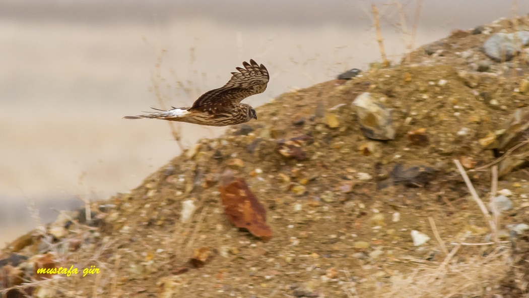 Hen Harrier