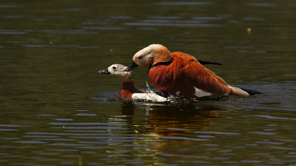 Ruddy Shelduck