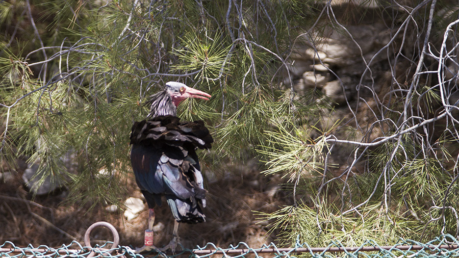 Northern Bald Ibis