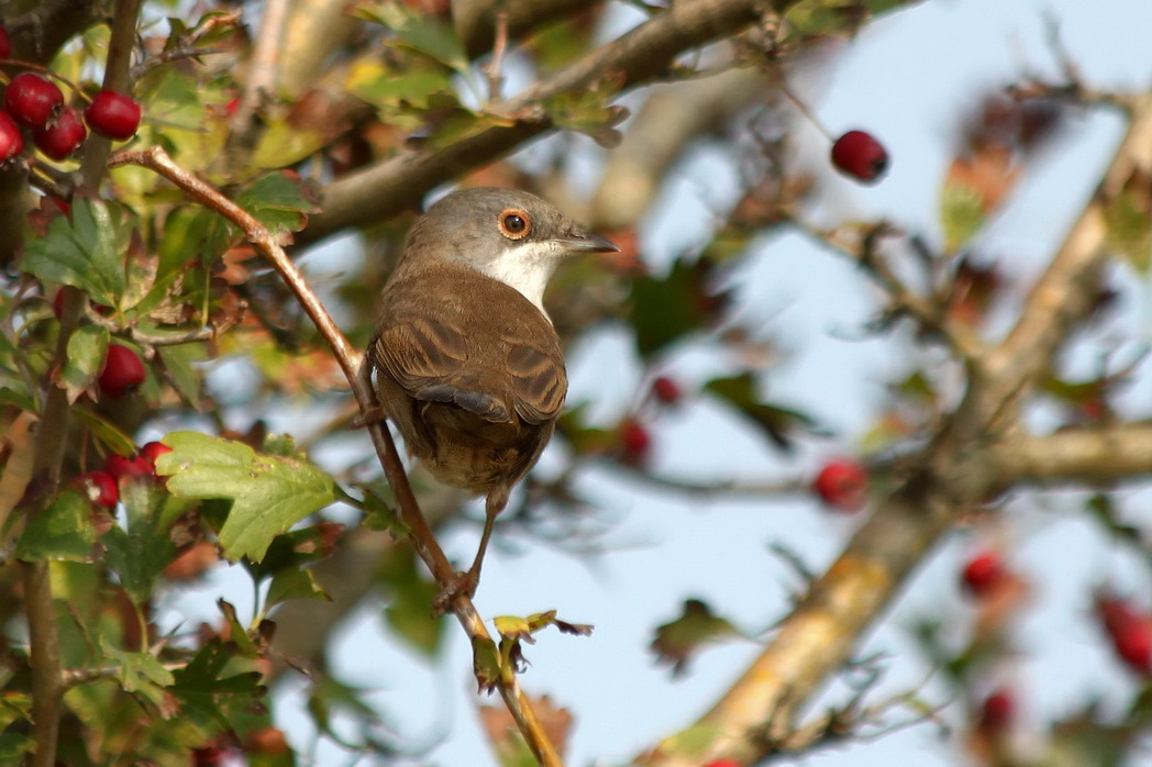 Sardinian Warbler