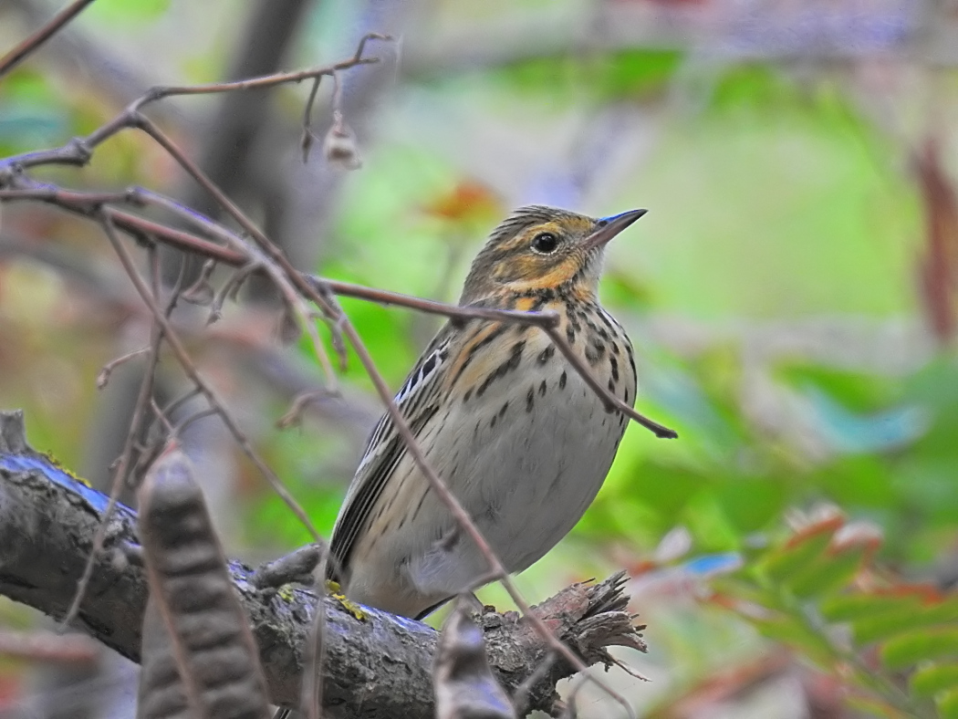 Tree Pipit
