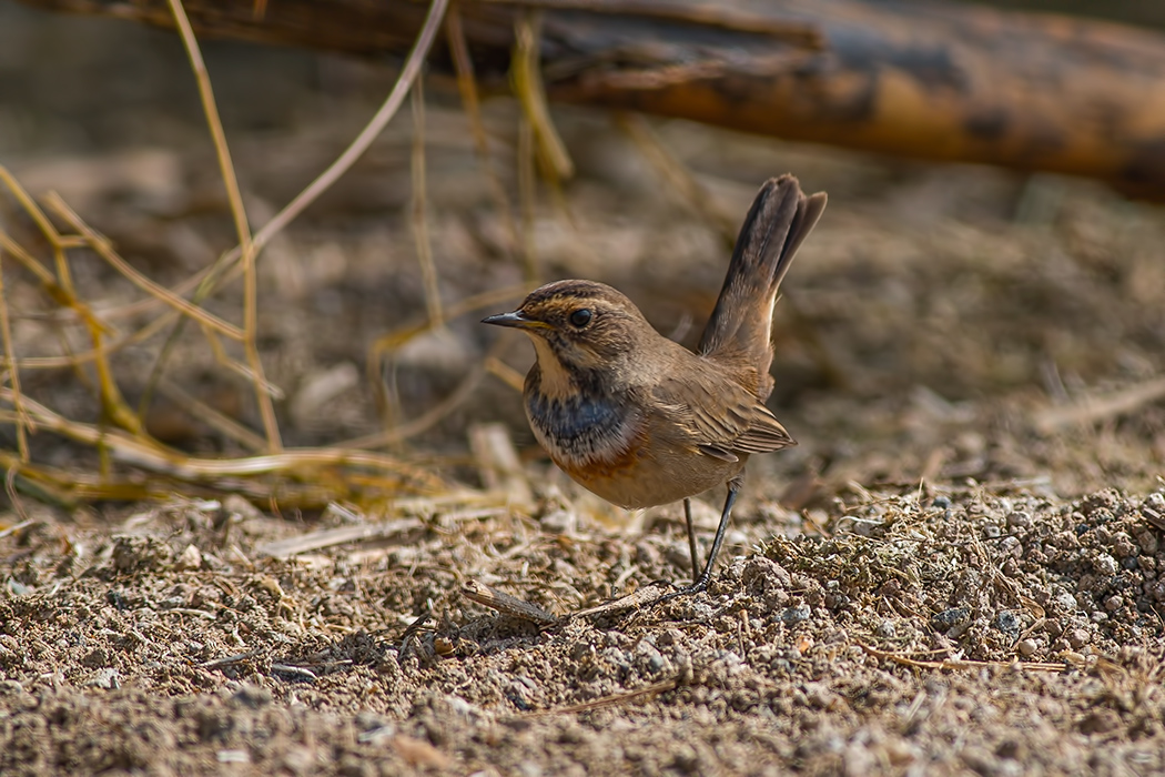 Bluethroat
