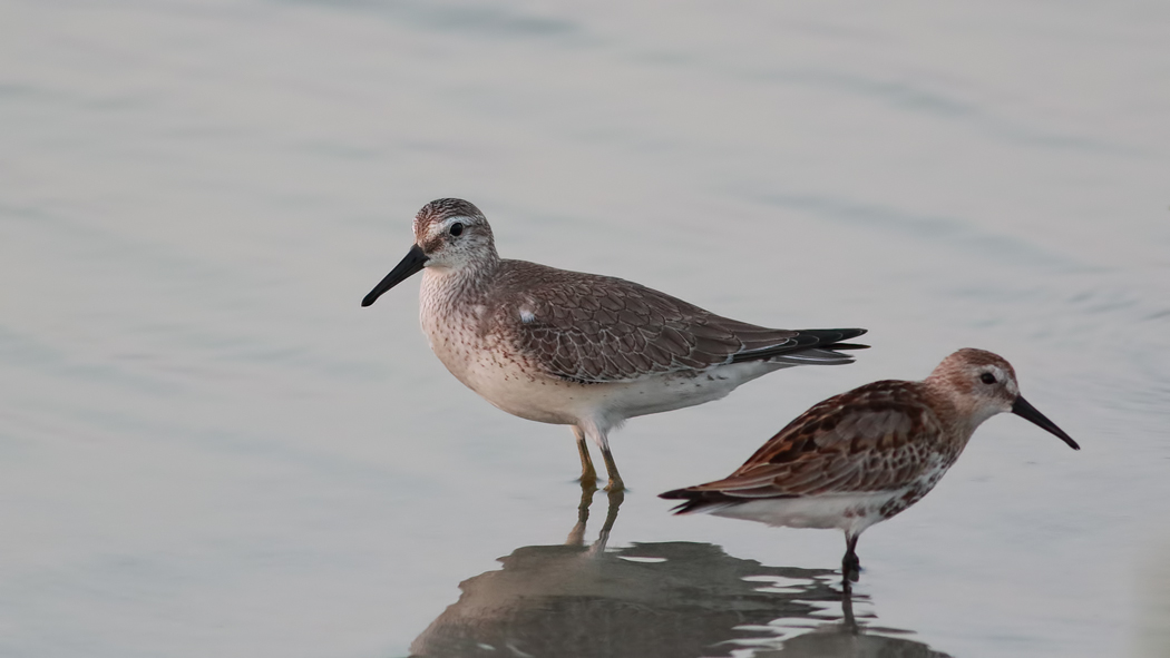 Red Knot