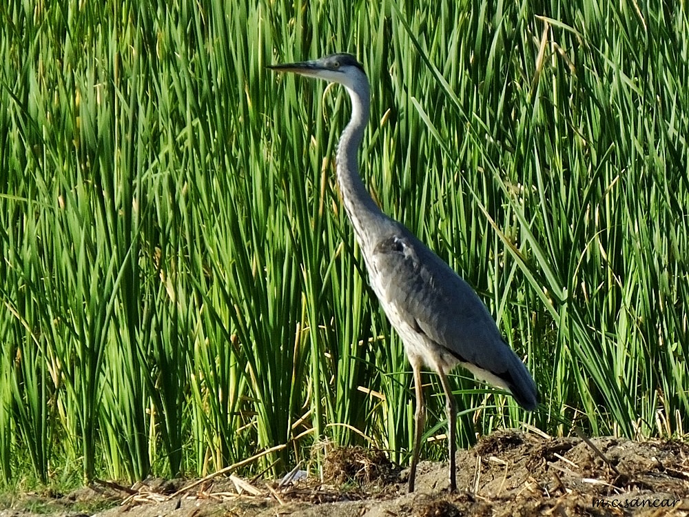 Grey Heron