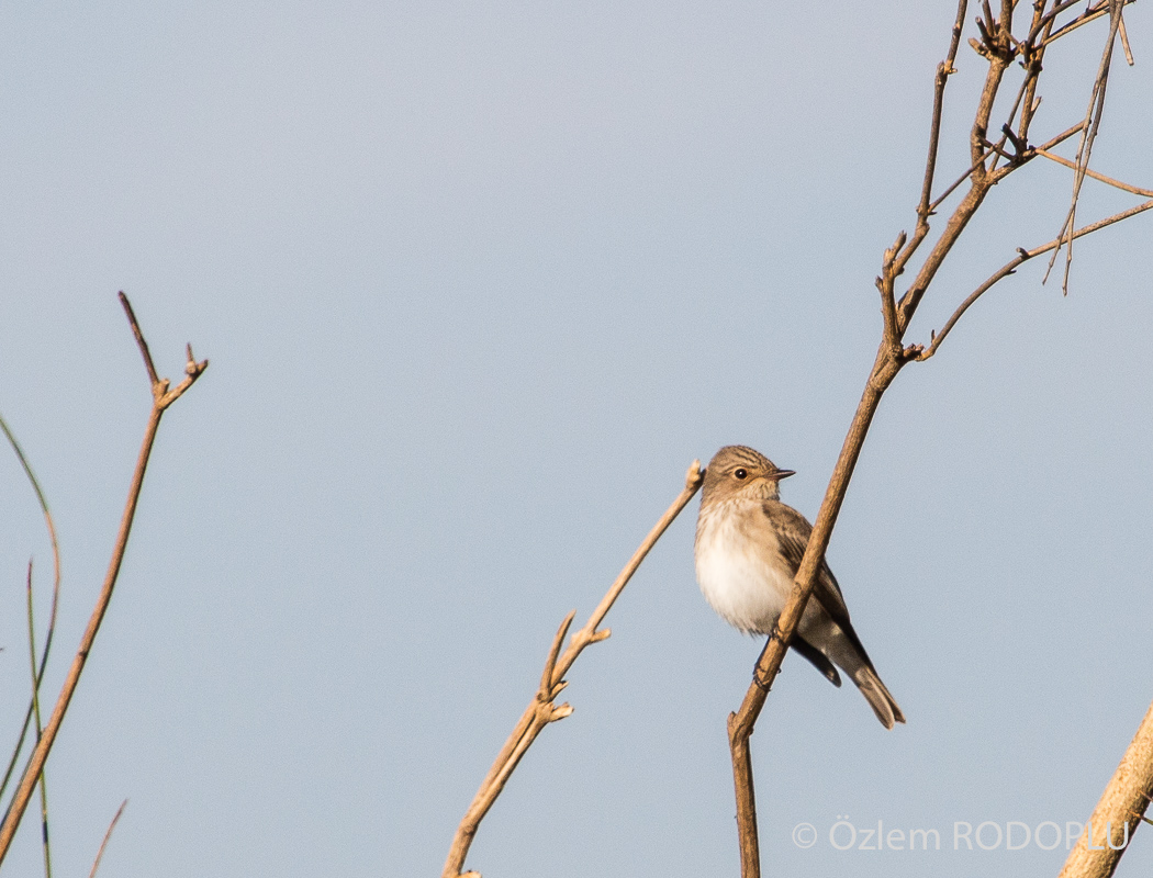 Spotted Flycatcher