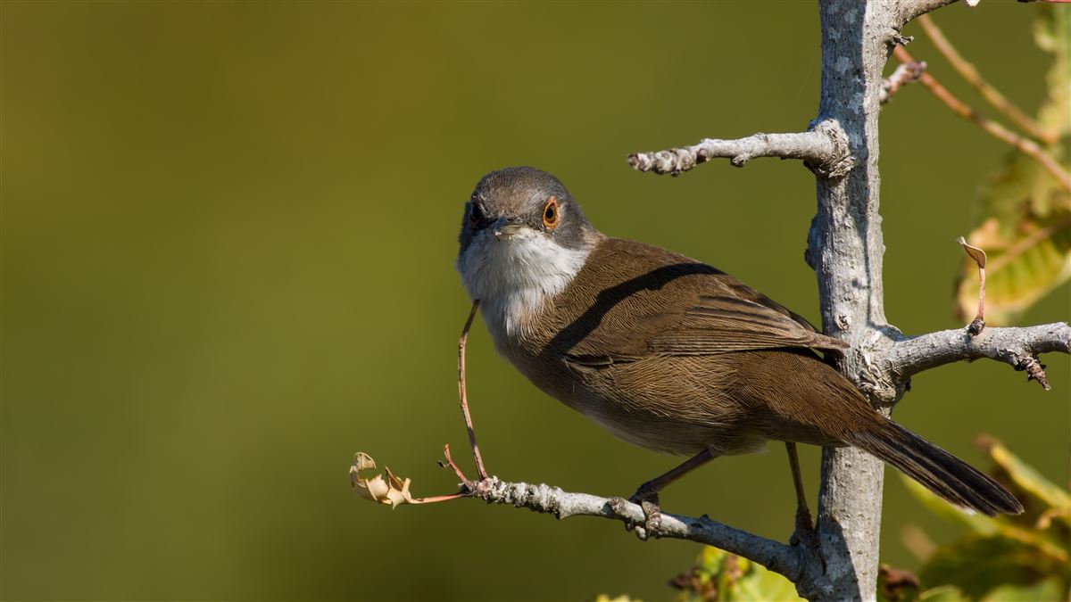 Sardinian Warbler