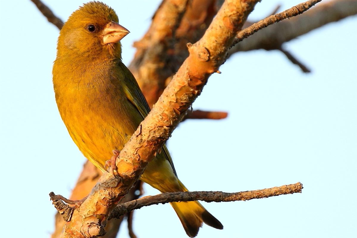 European Greenfinch