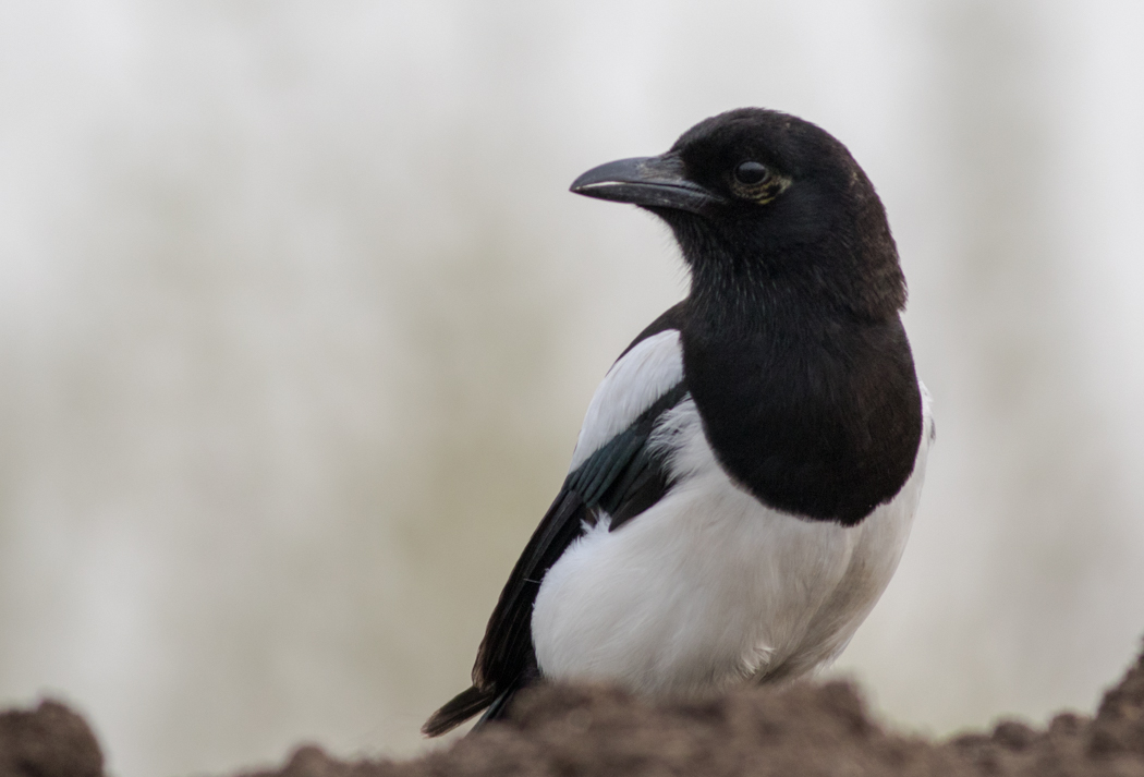Eurasian Magpie