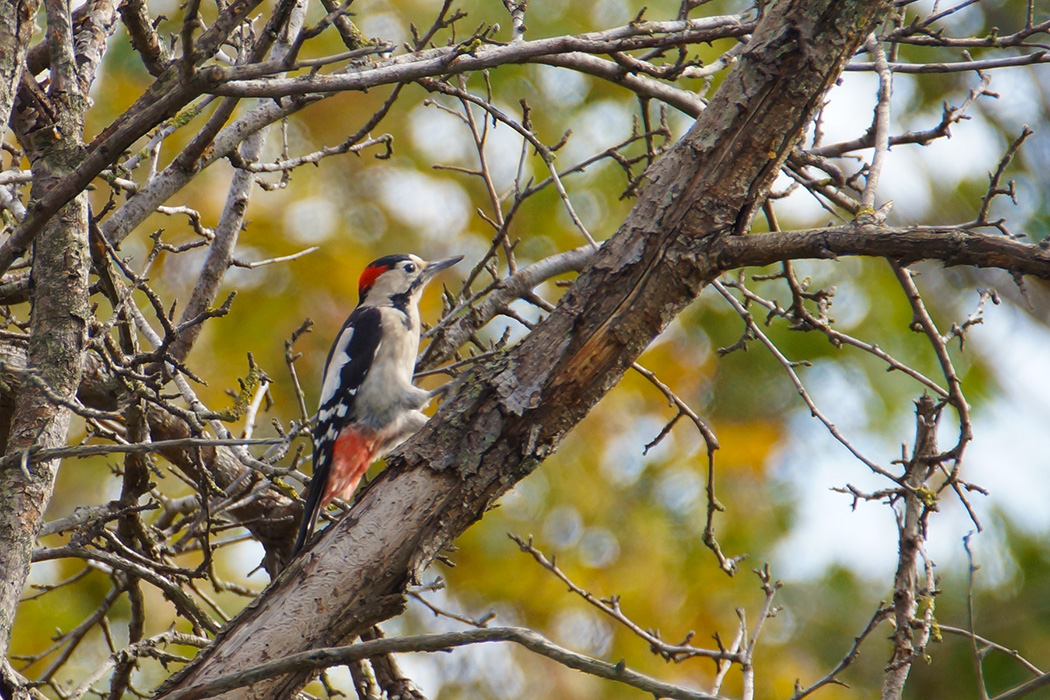 Syrian Woodpecker