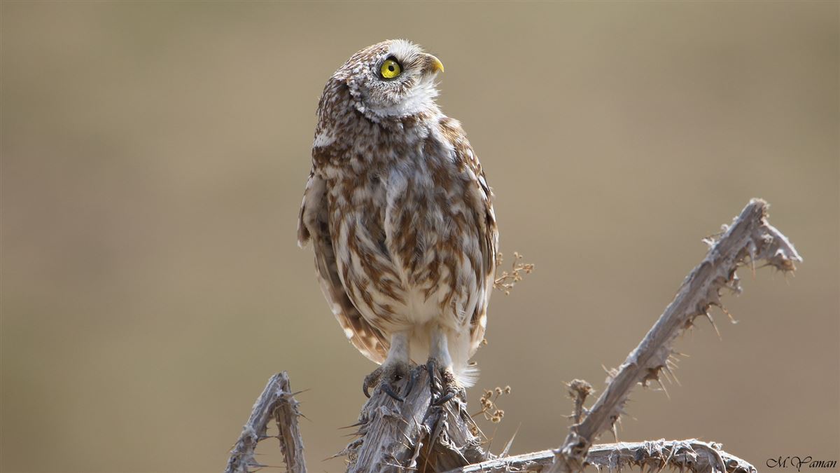 Little Owl